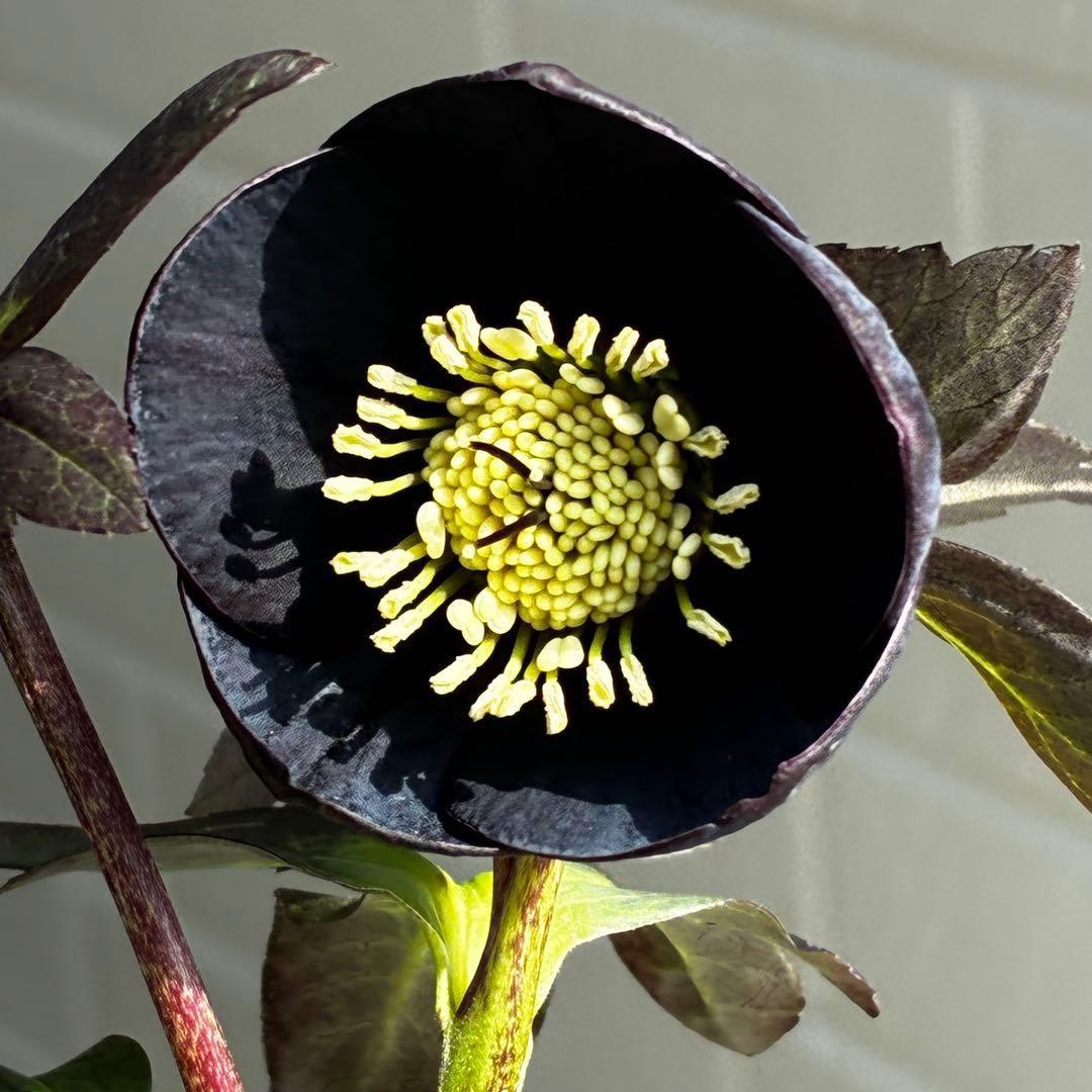 3736☘️極上☘️黒⭐️小輪⭐️美カップ⭐️極細リバースピコ⭐️スレンダー⭐️広瀬園芸⭐️