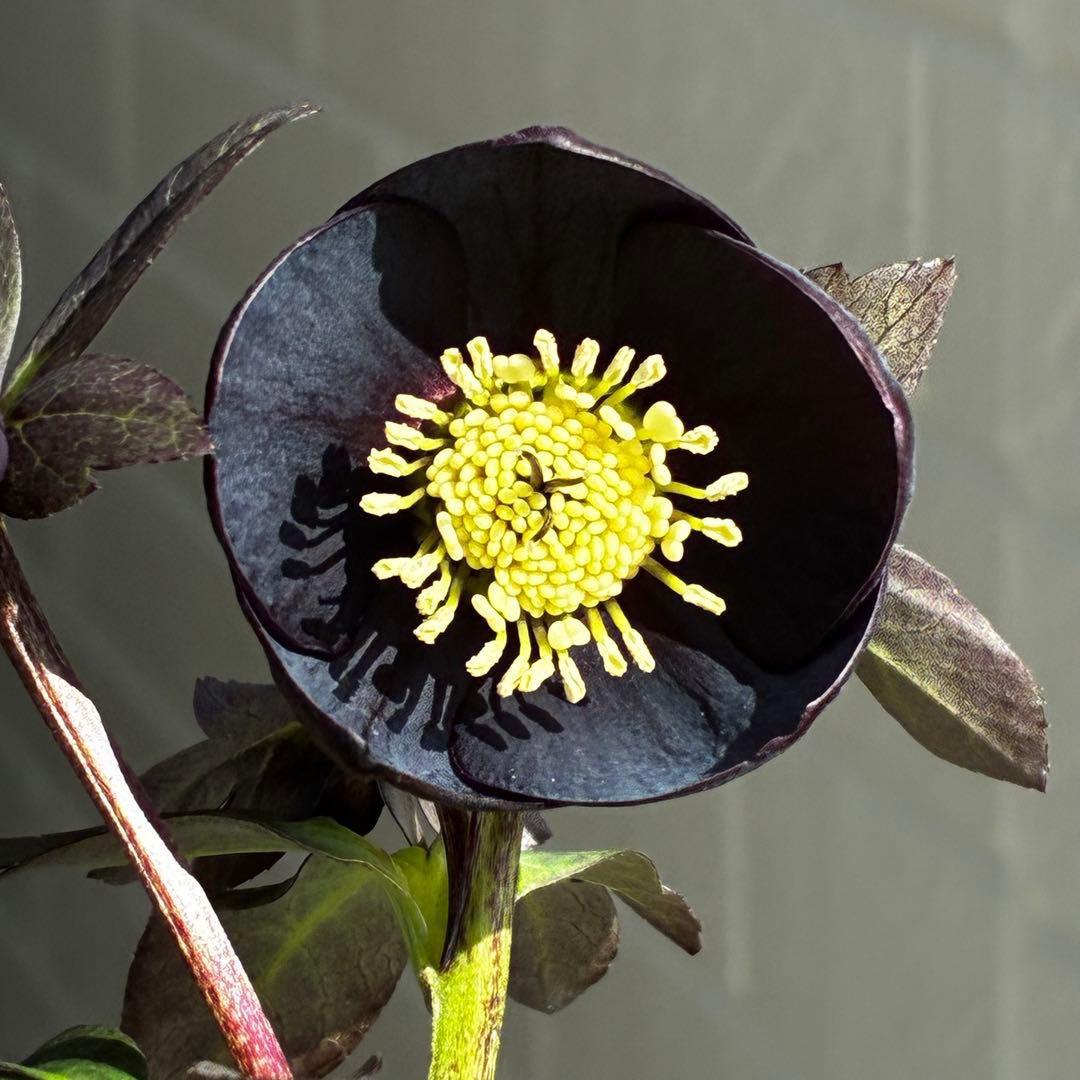 3736☘️極上☘️黒⭐️小輪⭐️美カップ⭐️極細リバースピコ⭐️スレンダー⭐️広瀬園芸⭐️