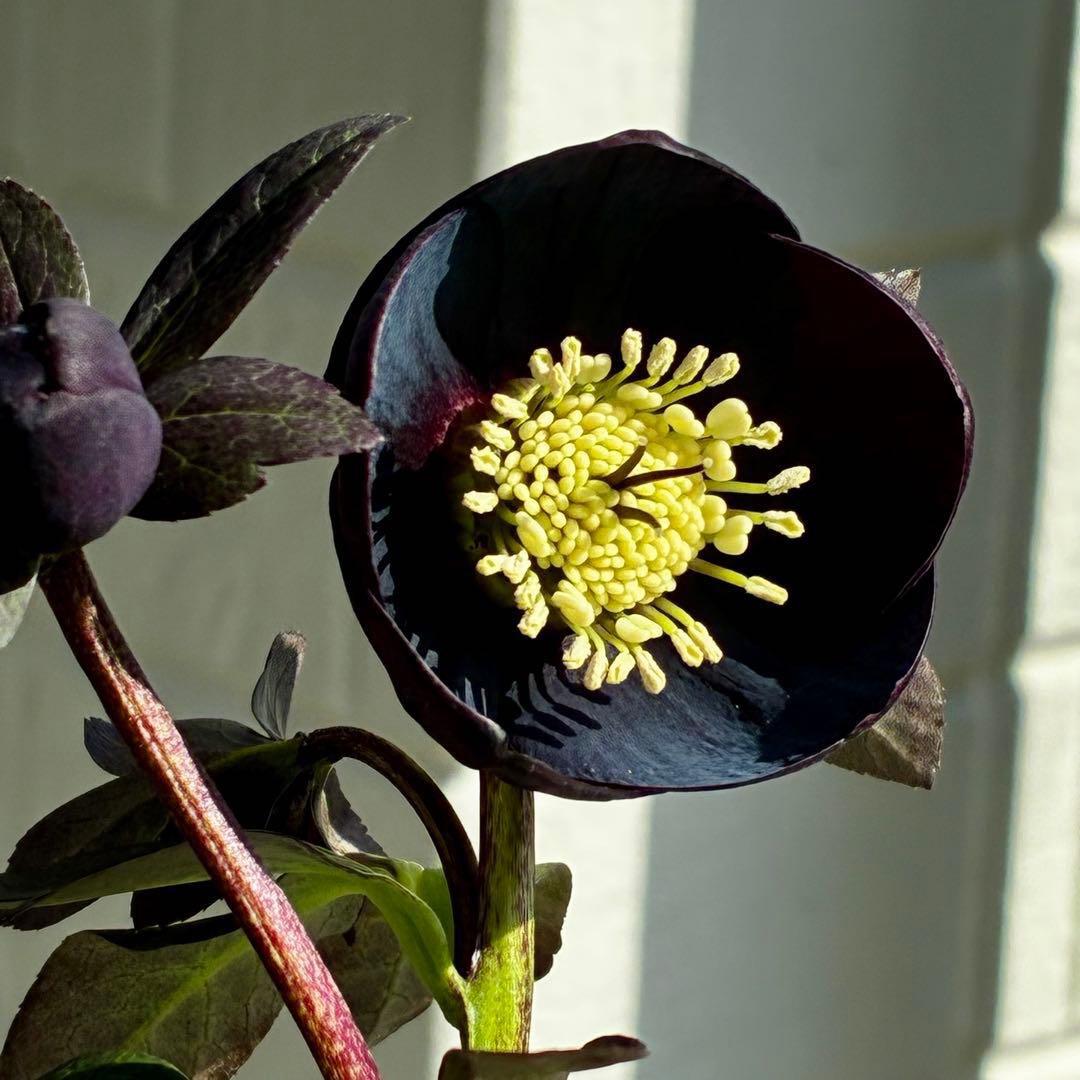 3736☘️極上☘️黒⭐️小輪⭐️美カップ⭐️極細リバースピコ⭐️スレンダー⭐️広瀬園芸⭐️