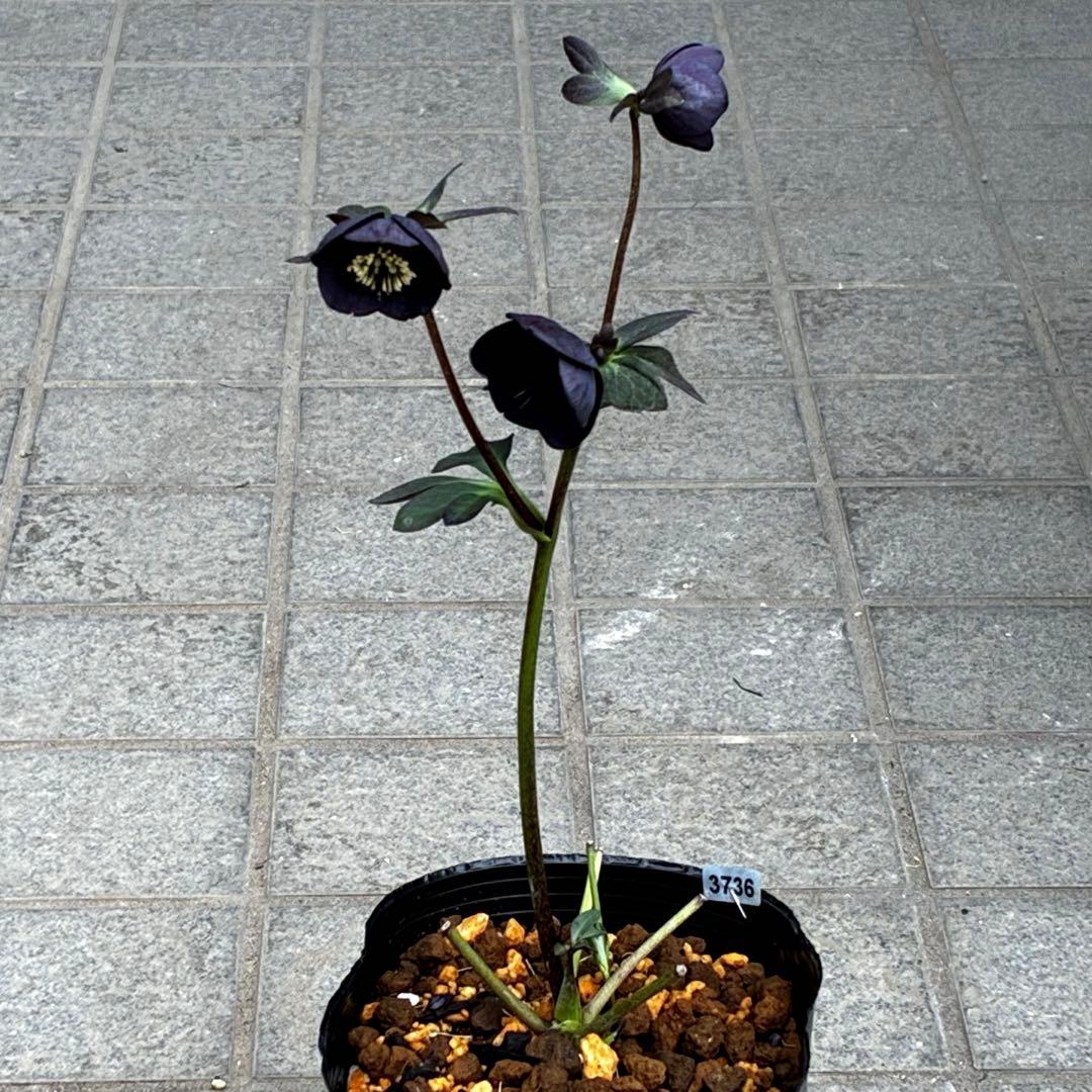 3736☘️極上☘️黒⭐️小輪⭐️美カップ⭐️極細リバースピコ⭐️スレンダー⭐️広瀬園芸⭐️