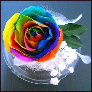 【高級プリザーブドフラワー】オランダ輸入レインボーローズのウサギドーム