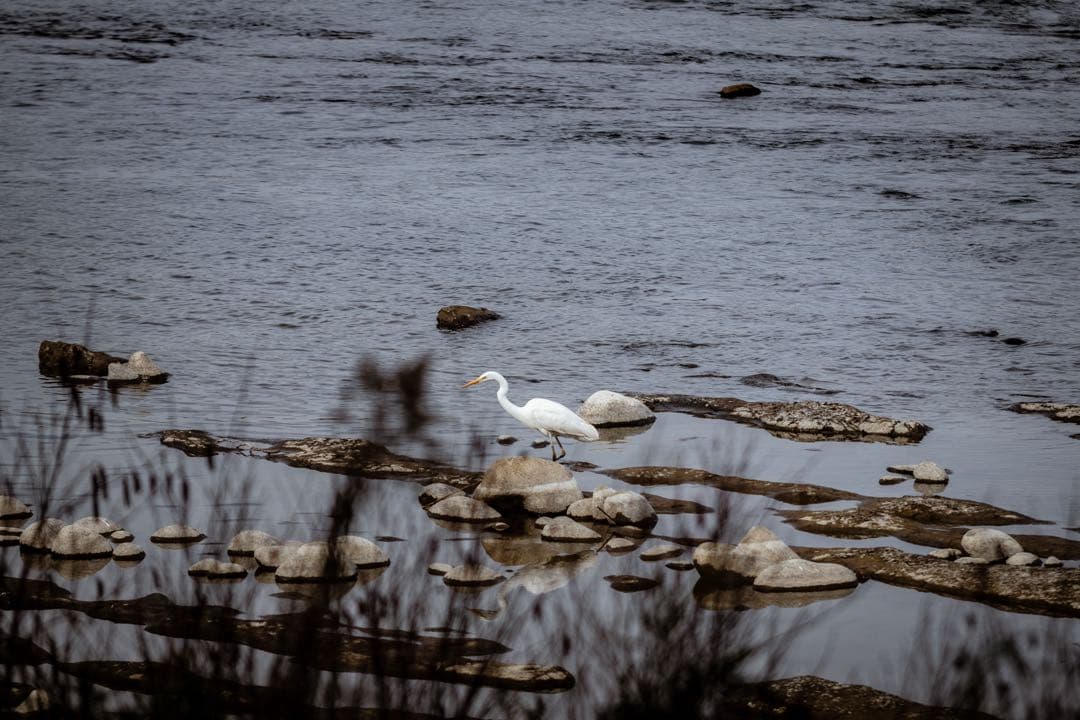 Canon EF 70-200mm F2.8L USM（初代・ISなし）動作良好