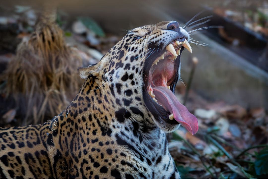 Canon EF 70-200mm F2.8L USM（初代・ISなし）動作良好