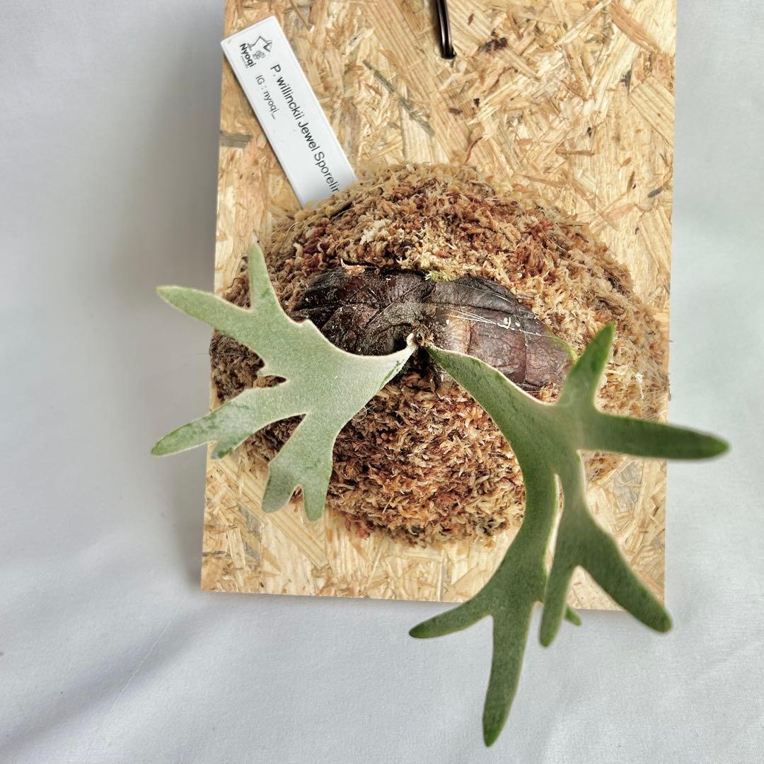 P. willinckii Jewel Sporeling【19】