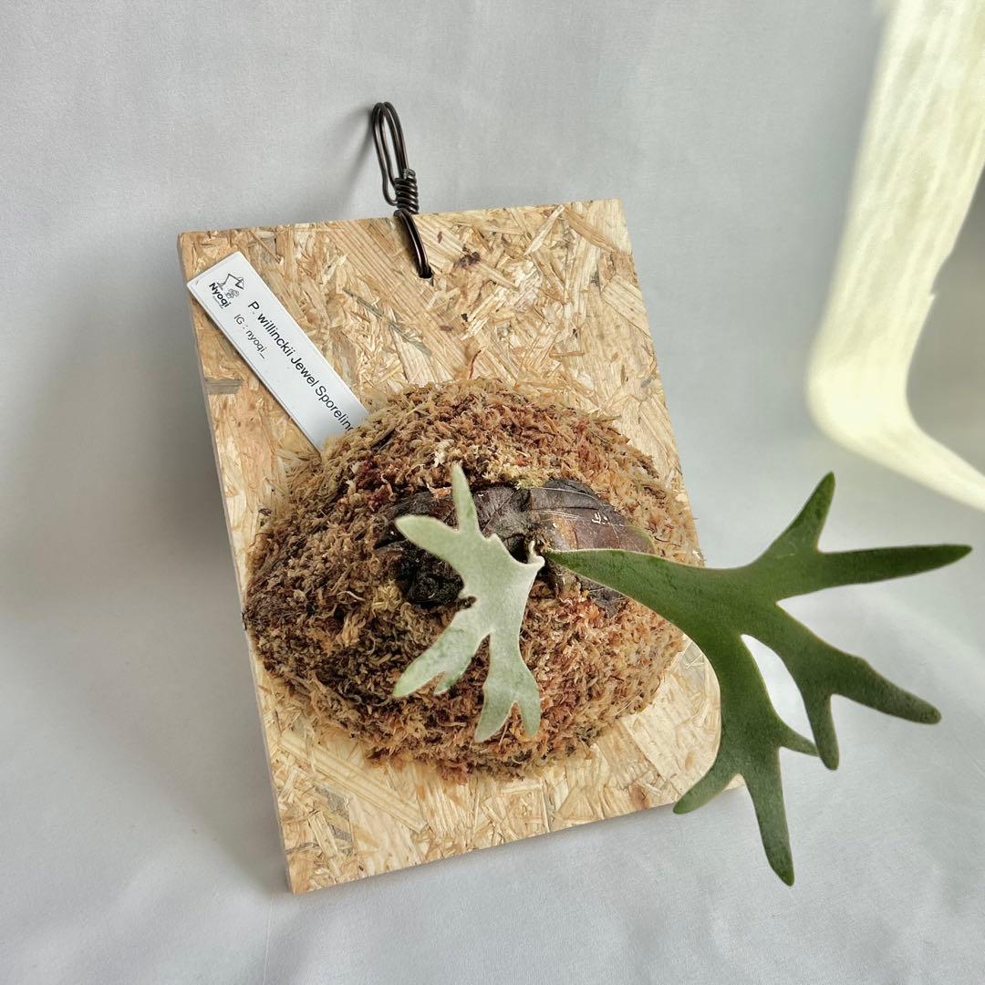 P. willinckii Jewel Sporeling【19】