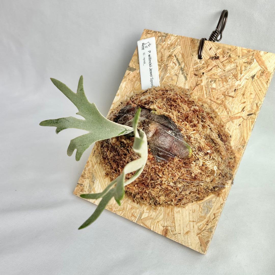 P. willinckii Jewel Sporeling【19】