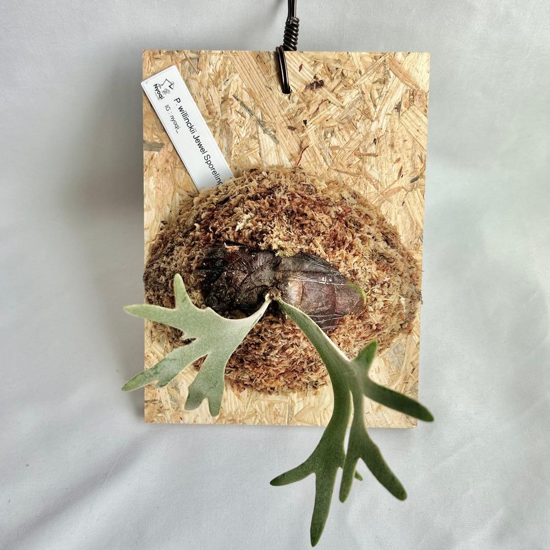 P. willinckii Jewel Sporeling【19】