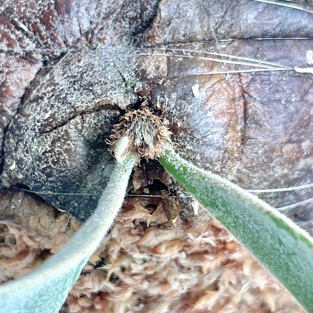 P. willinckii Jewel Sporeling【19】