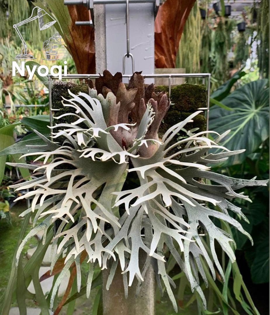 P. willinckii Jewel Sporeling【19】