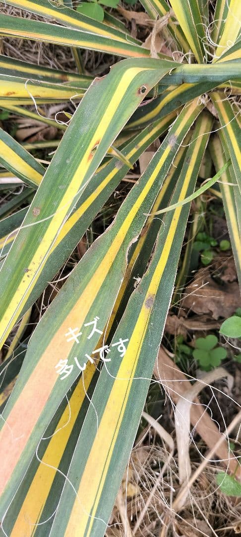 イトユッカ　写真の株　ヤマト便発送