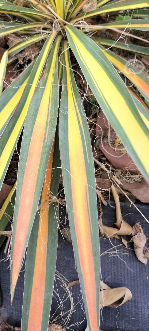 イトユッカ　写真の株　ヤマト便発送