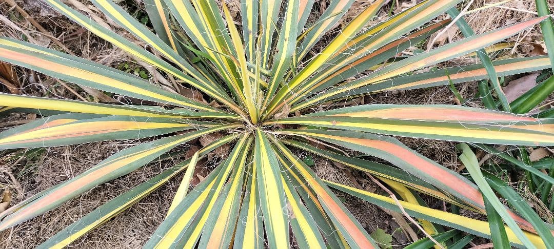 イトユッカ　写真の株　ヤマト便発送