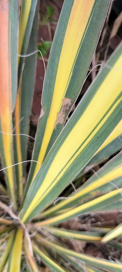 イトユッカ　写真の株　ヤマト便発送