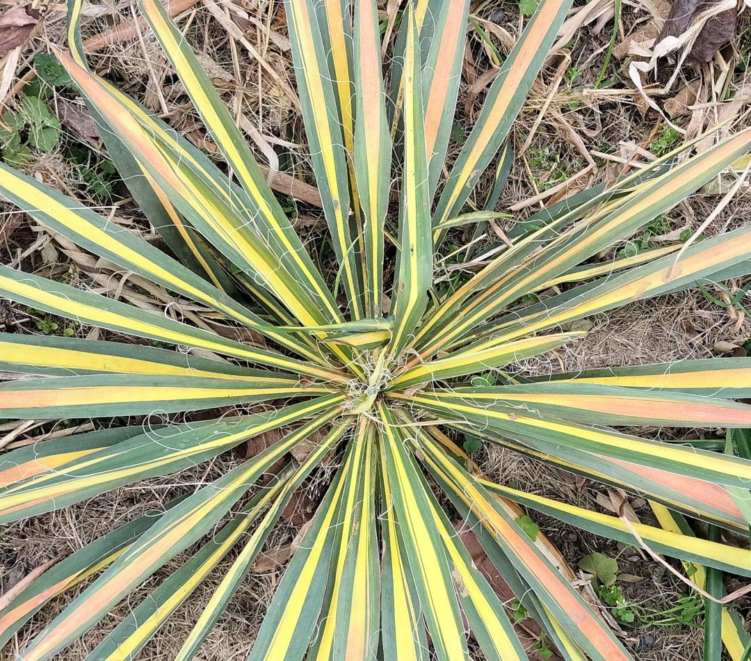 イトユッカ　写真の株　ヤマト便発送