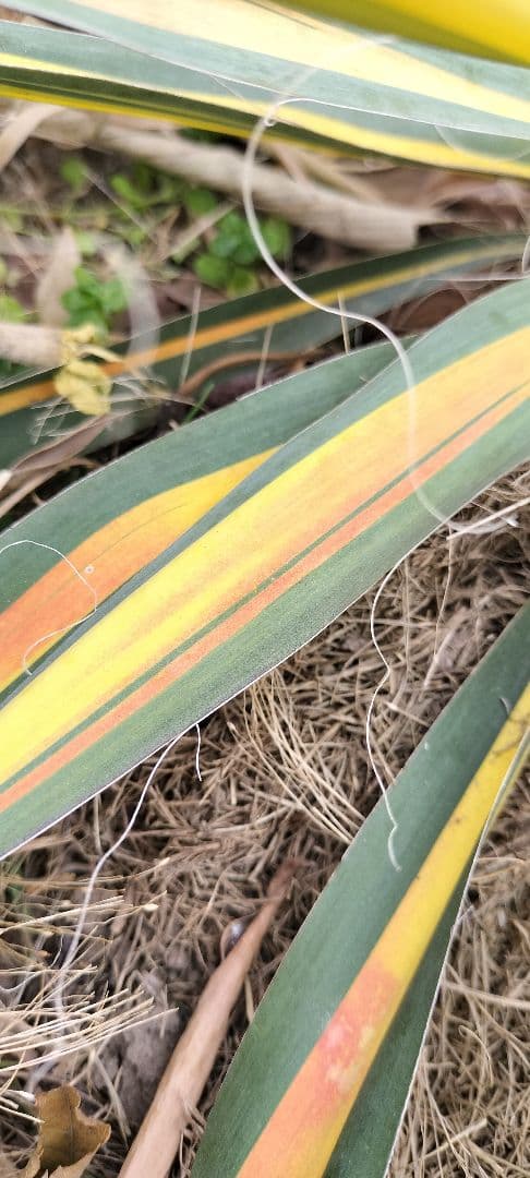 イトユッカ　写真の株　ヤマト便発送