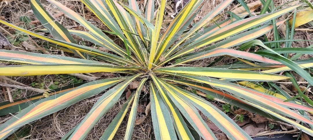 イトユッカ　写真の株　ヤマト便発送