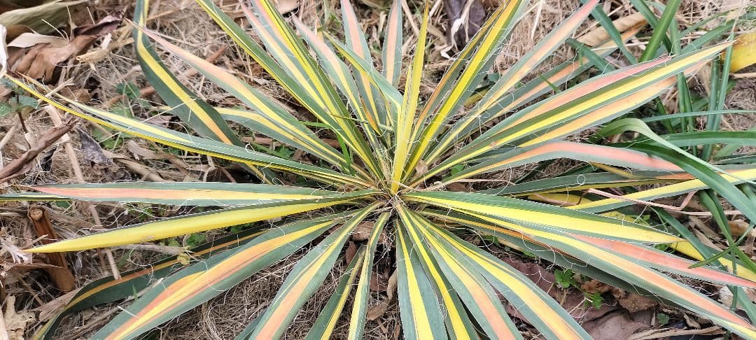 イトユッカ　写真の株　ヤマト便発送