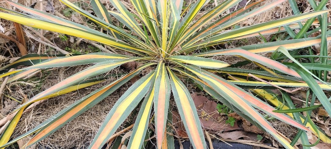 イトユッカ　写真の株　ヤマト便発送