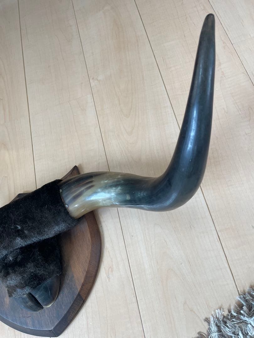 牛の角の壁飾り 木製ベース