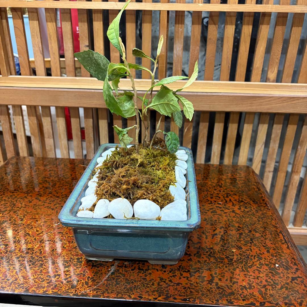 ＡＴ－3 珍しい ビワの盆栽 ３年生 ４本入り 激安の大特価