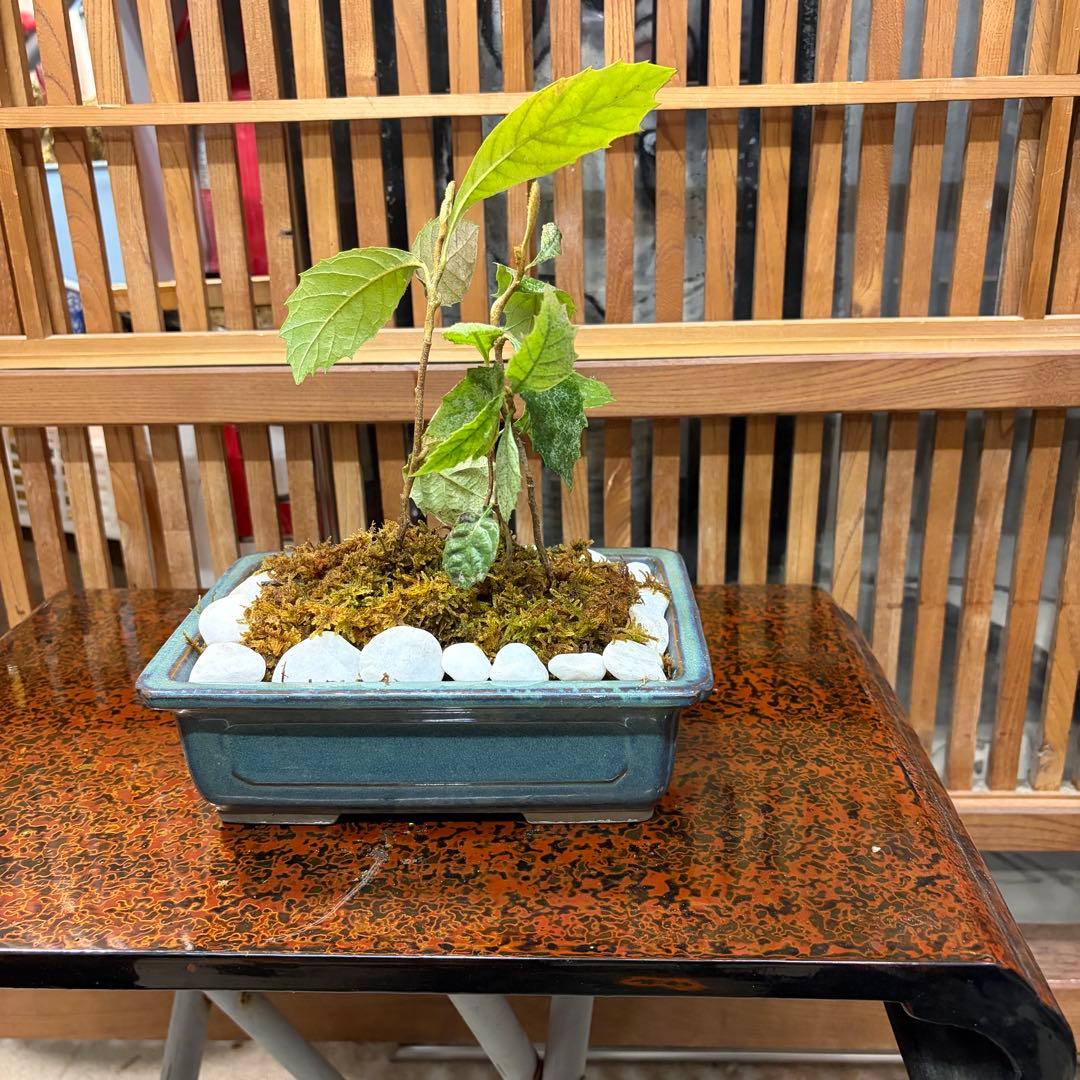 ＡＴ－3 珍しい ビワの盆栽 ３年生 ４本入り 激安の大特価