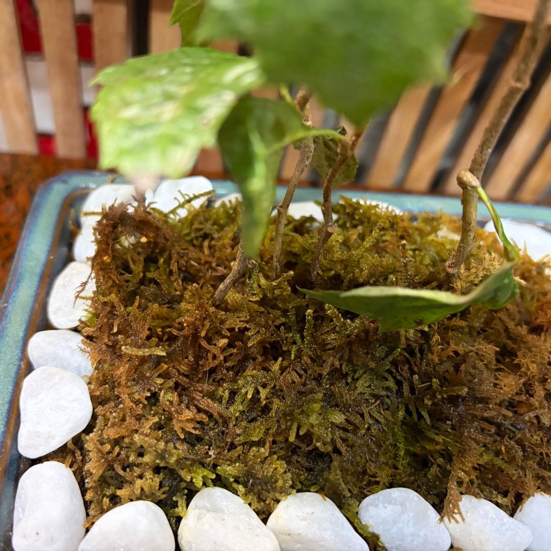 ＡＴ－3 珍しい ビワの盆栽 ３年生 ４本入り 激安の大特価