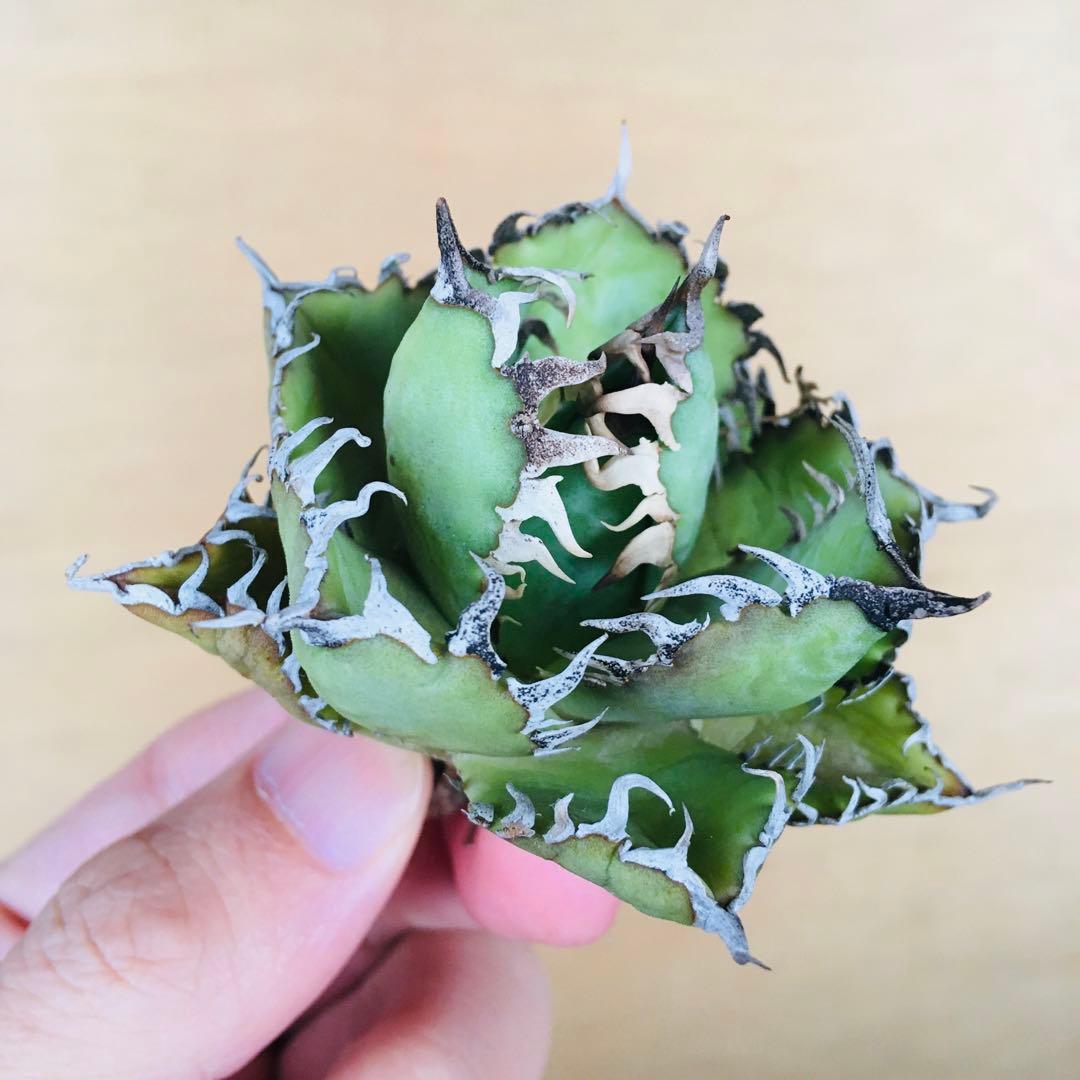 3 フィリグリー コンパクト ボールタイプ 矮性ミニTC株 アガベ チタノタ