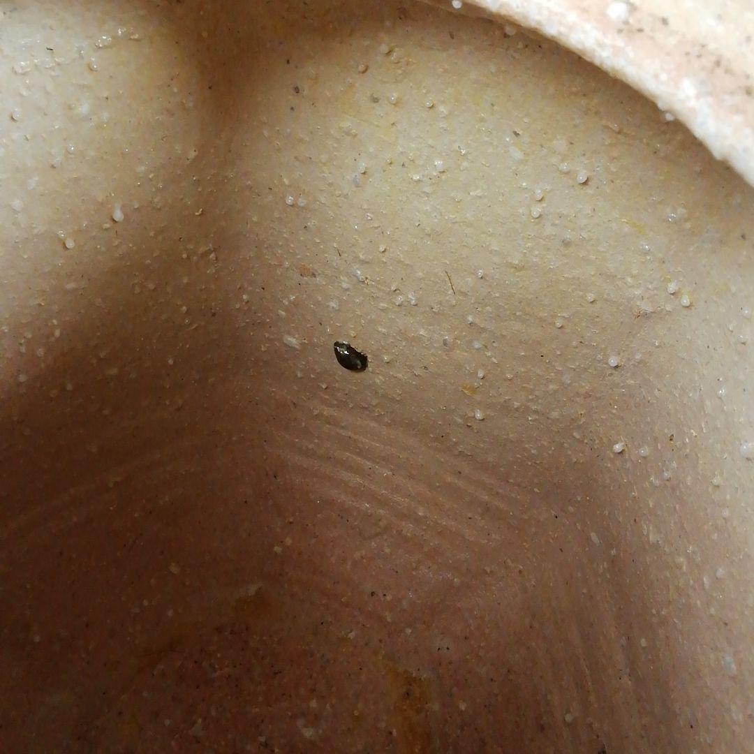 Ｗ３８３　水指　『信楽焼』『高橋春斎 造』　共箱　茶道具