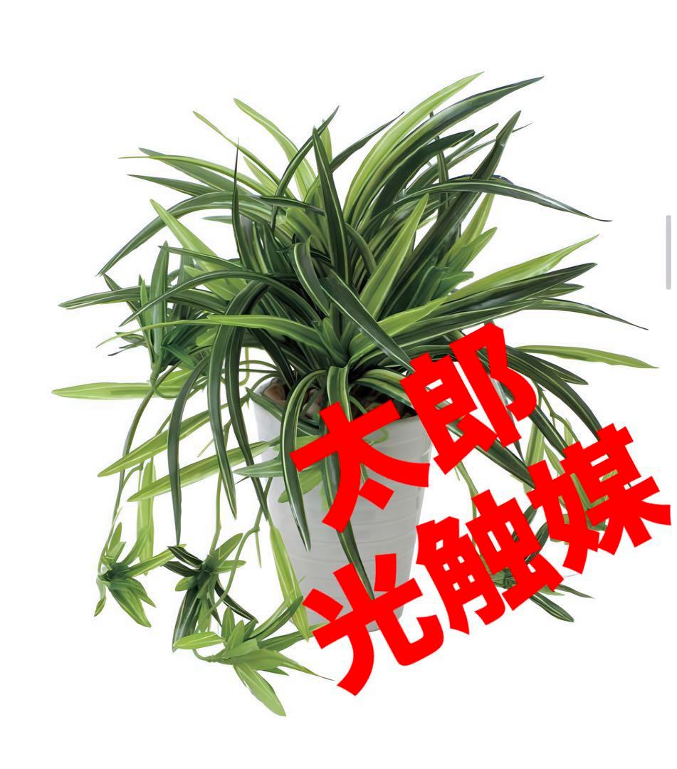 光触媒　人工観葉植物　ウォールグリーン　フェイクグリーン　ドラセナ丸ポット@