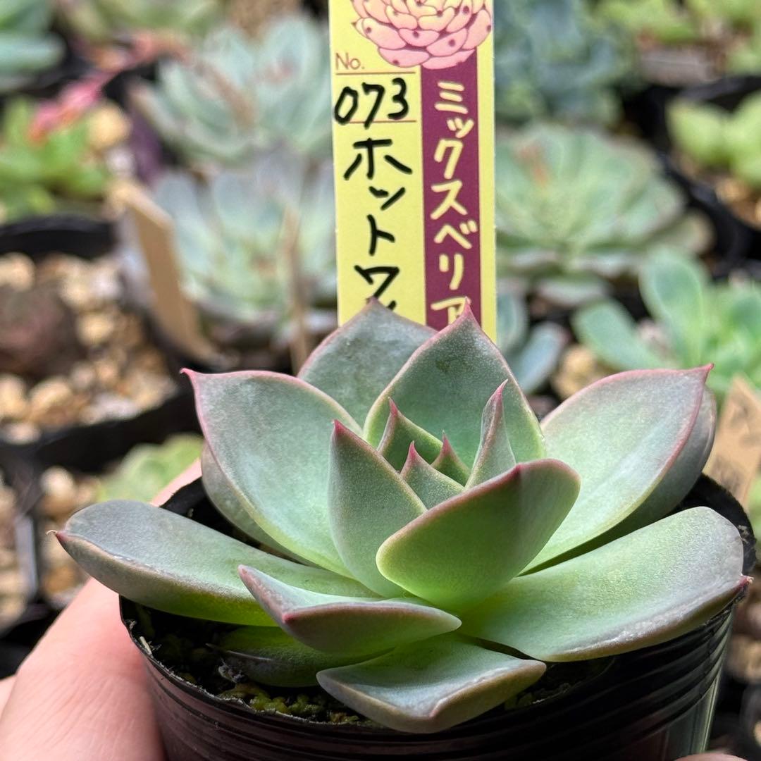 ホットワイン おらいさん苗 ミックスベリア ポットごと発送 ) 多肉植物