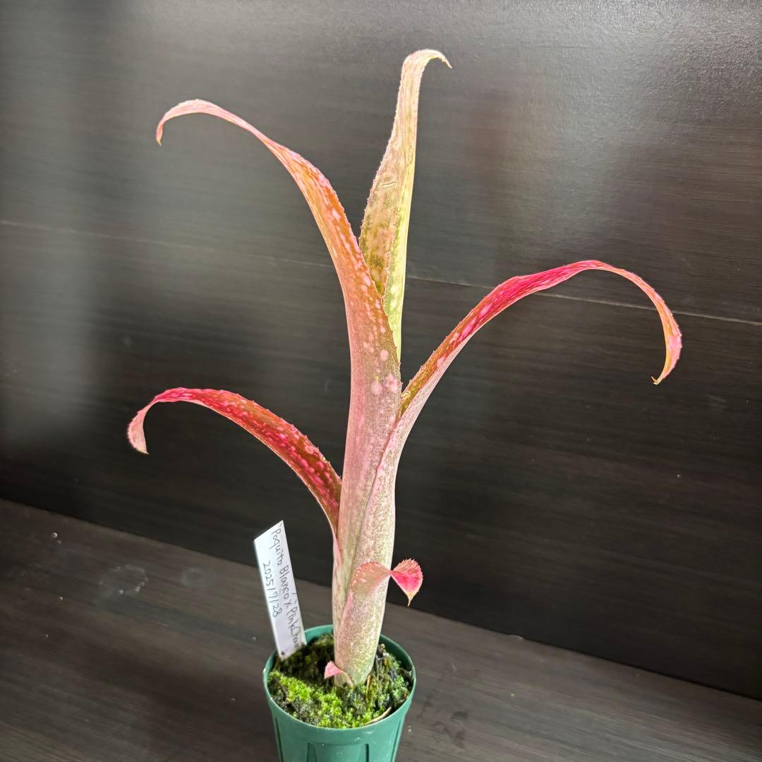 ビルベルギア’ポキートボランコ×ピンクシャンパン'