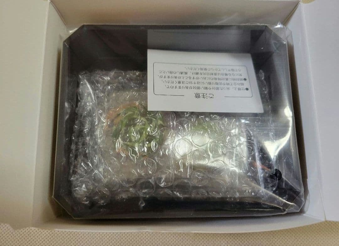 鬼滅の刃　不死川実弥　誕生祭2024　立体アクリルスタンド　アクリルスタンド