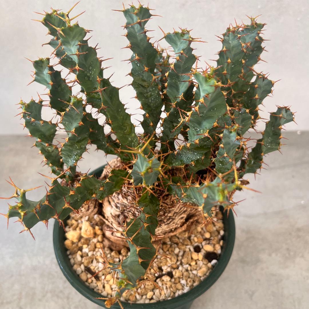 ユーフォルビア　クラビゲラ　現地球　Euphorbia clavigera 美株