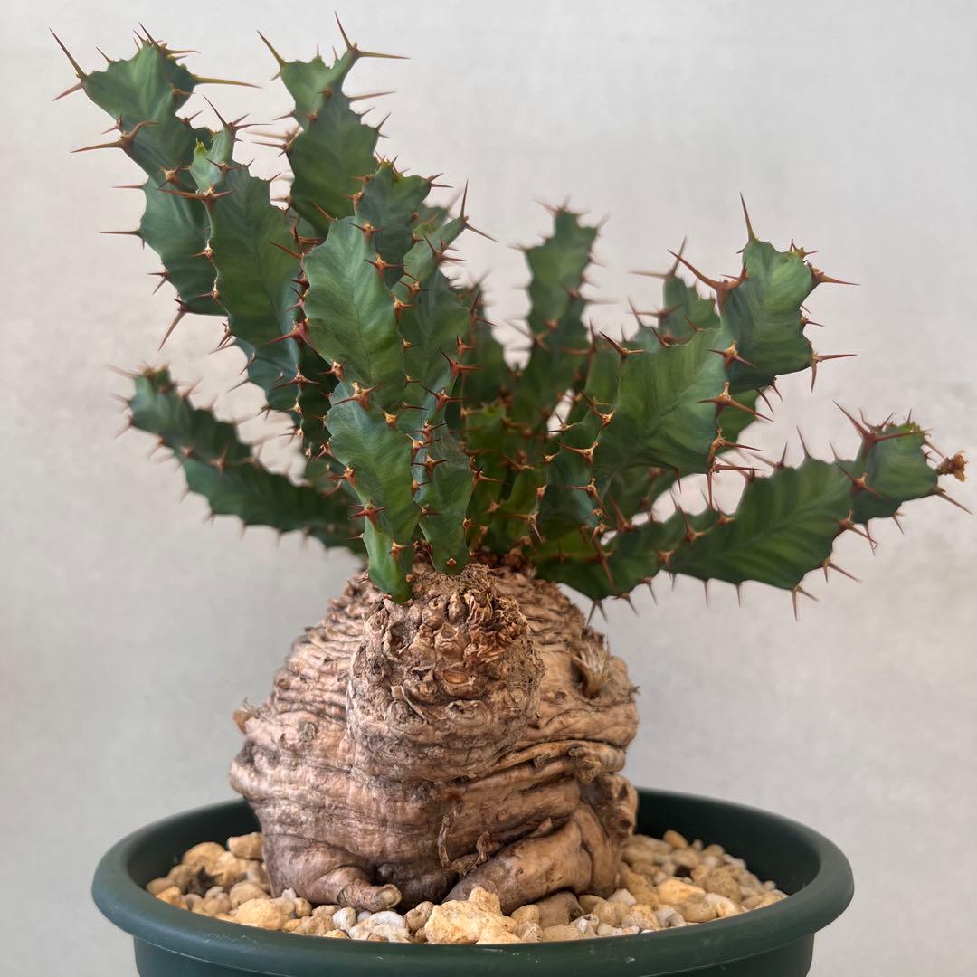 ユーフォルビア　クラビゲラ　現地球　Euphorbia clavigera 美株