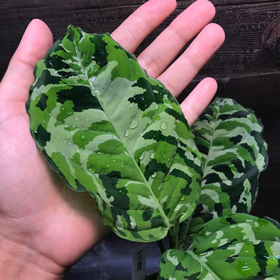 アグラオネマ　ピクタム (MB-2022/AJML/OVQN)