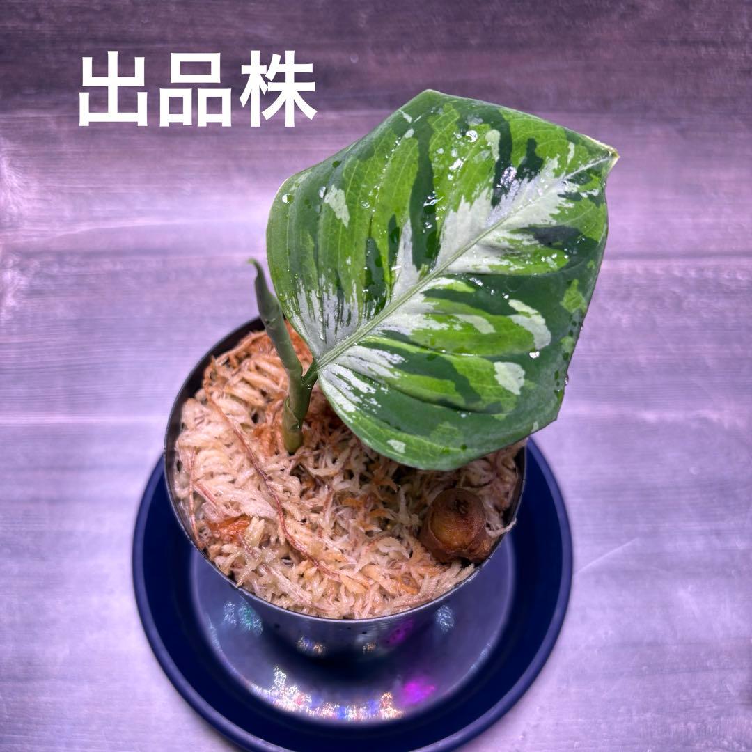 アグラオネマ　ピクタム (MB-2022/AJML/OVQN)