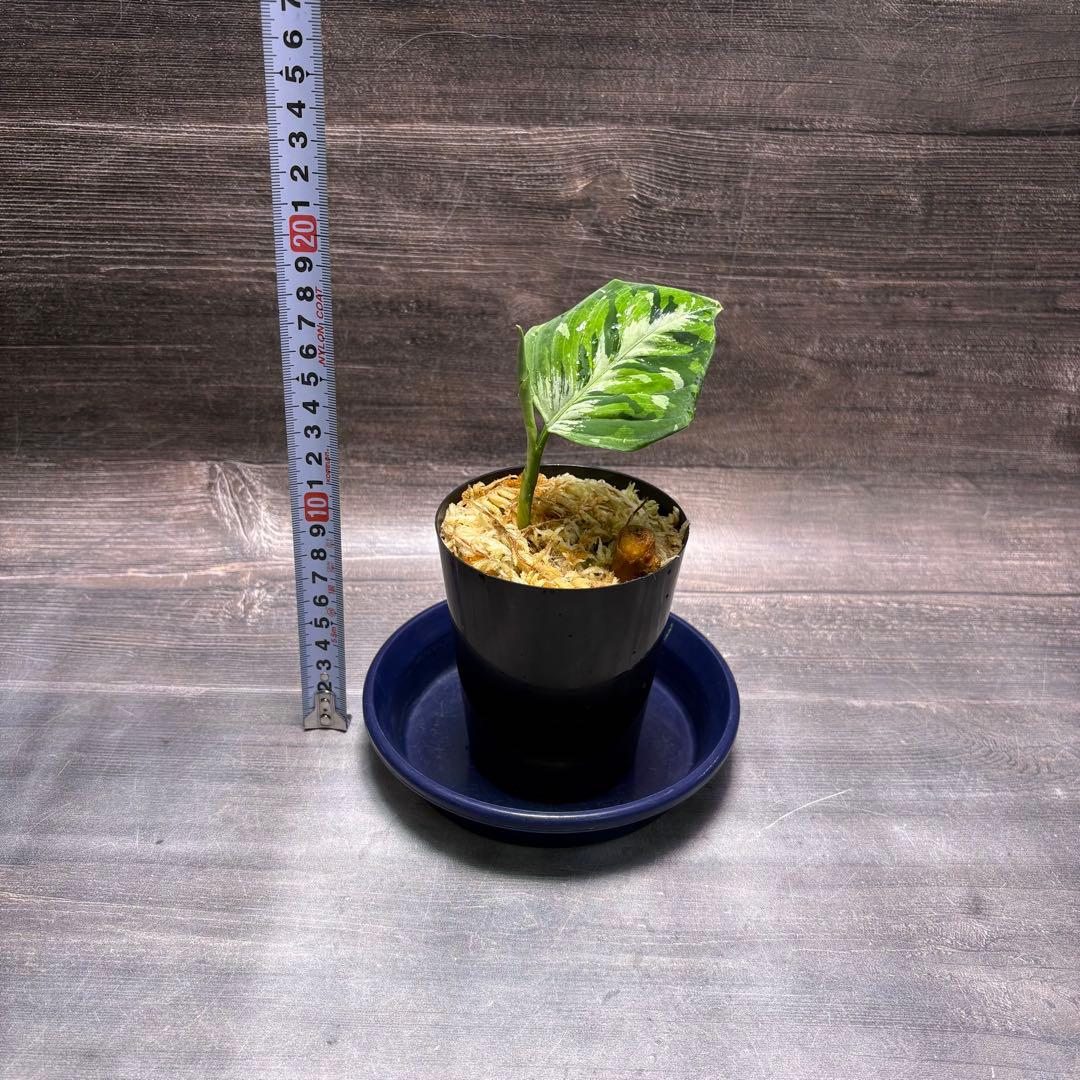 アグラオネマ　ピクタム (MB-2022/AJML/OVQN)