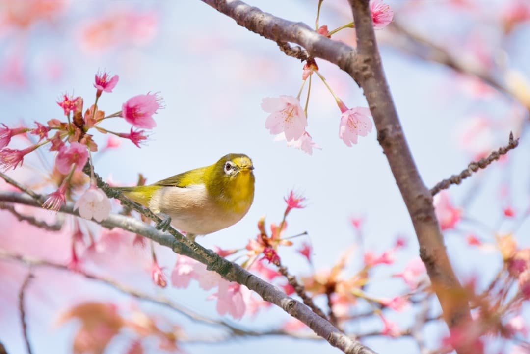 極美品 Sony FE 200-600mm F5.6-6.3 G OSS 野鳥