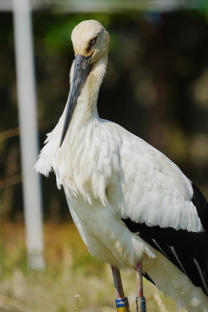 極美品 Sony FE 200-600mm F5.6-6.3 G OSS 野鳥