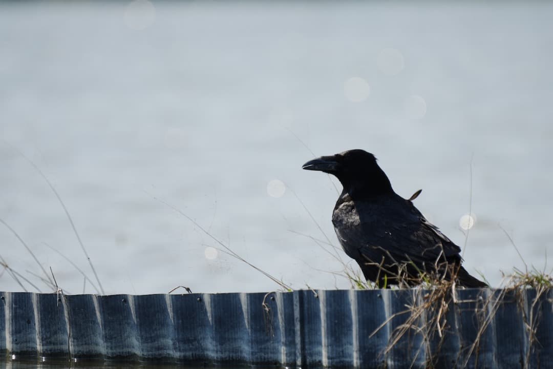 極美品 Sony FE 200-600mm F5.6-6.3 G OSS 野鳥