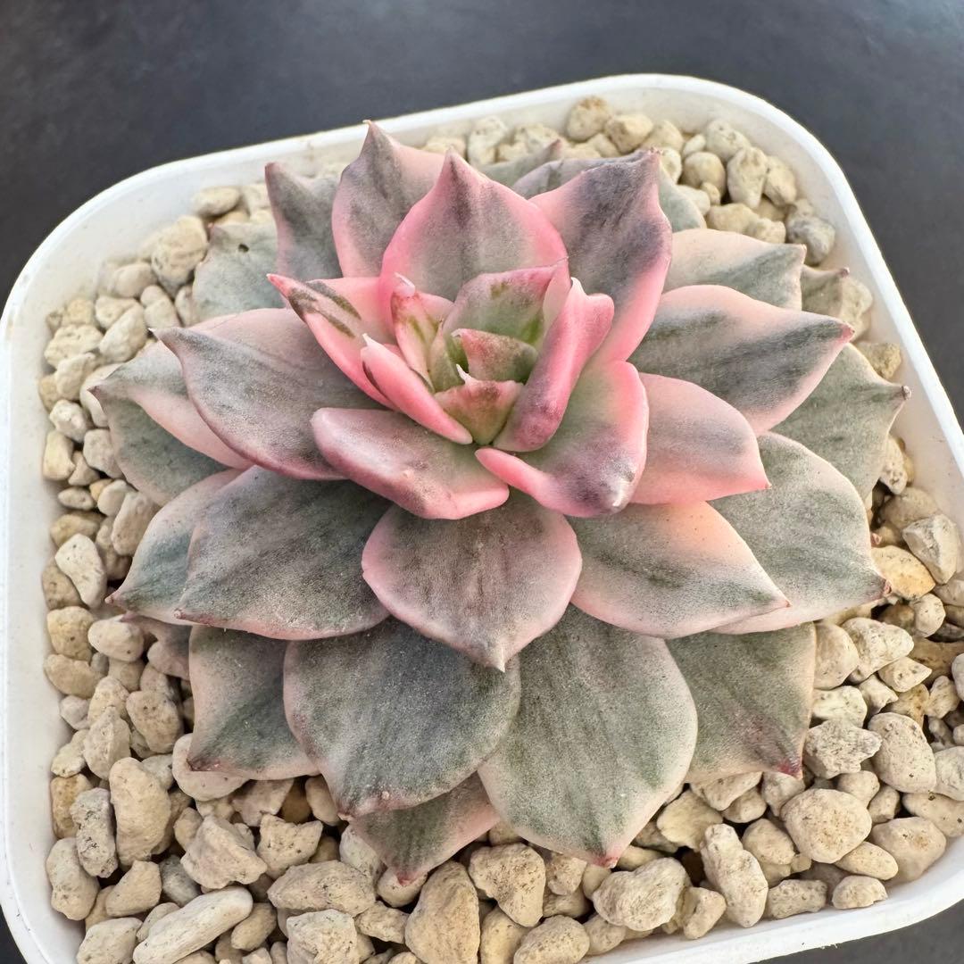 多肉植物　ブラックピンク錦