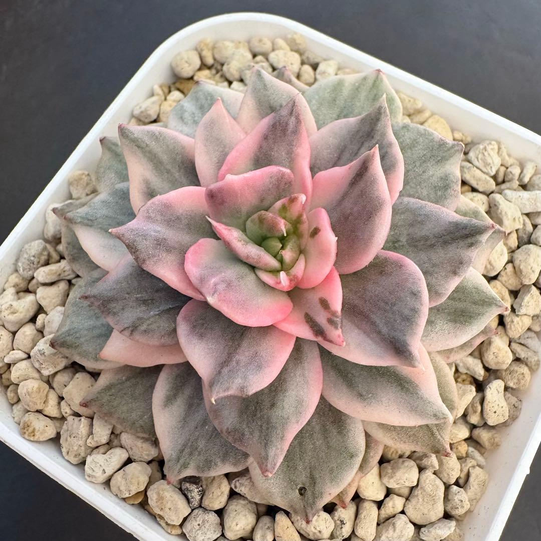 多肉植物　ブラックピンク錦