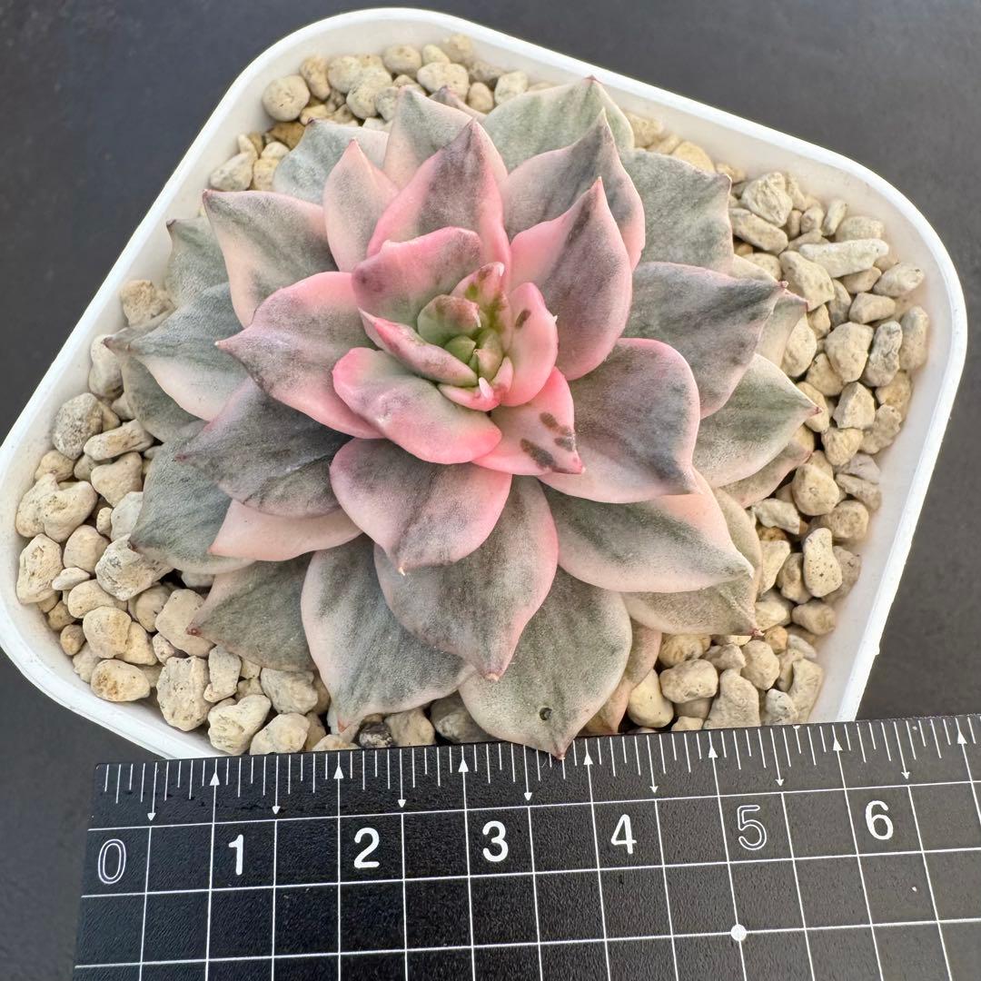 多肉植物　ブラックピンク錦