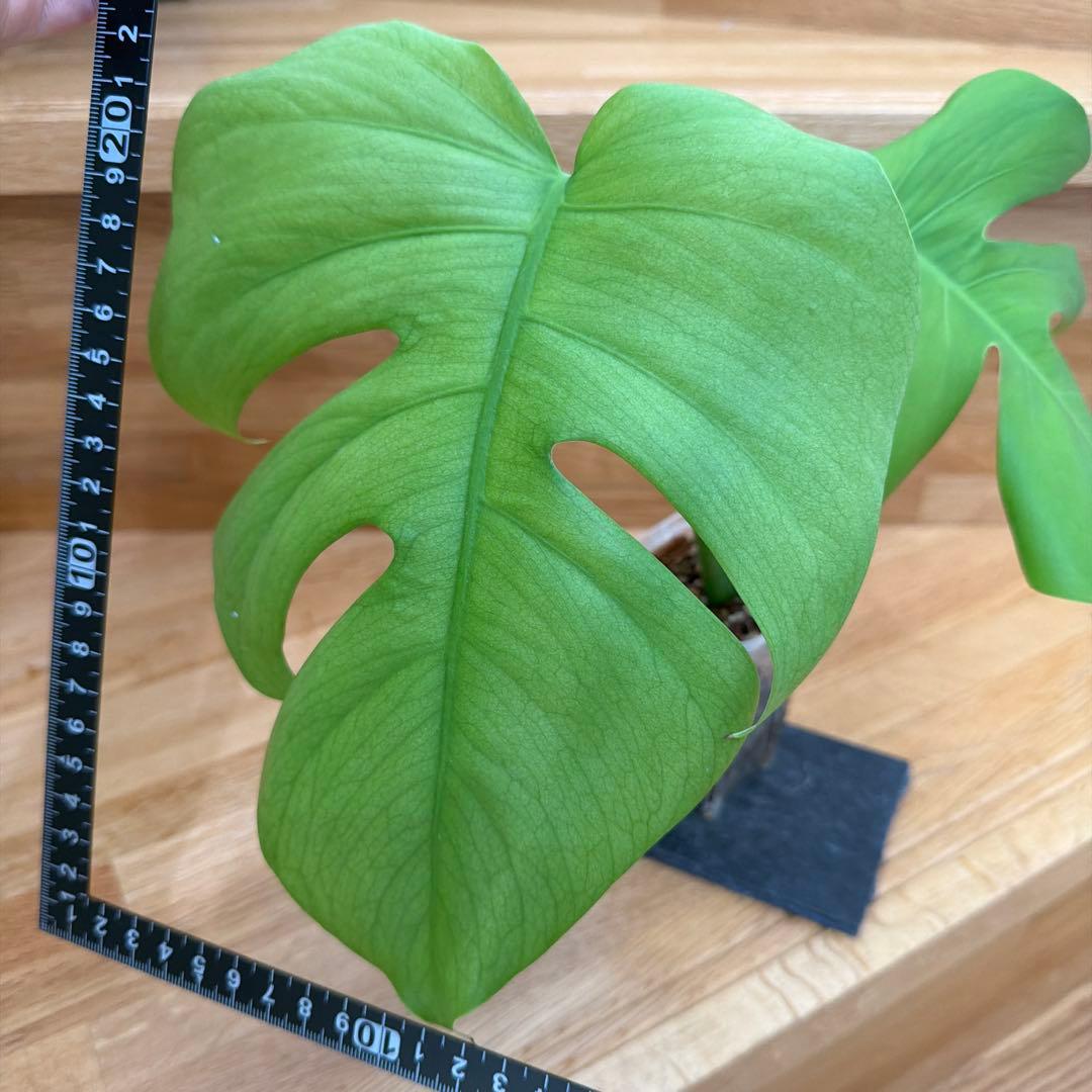 【ネガミエル】モンステラ　ボルシギアナ 　セブブルー　フルミント　トップカット