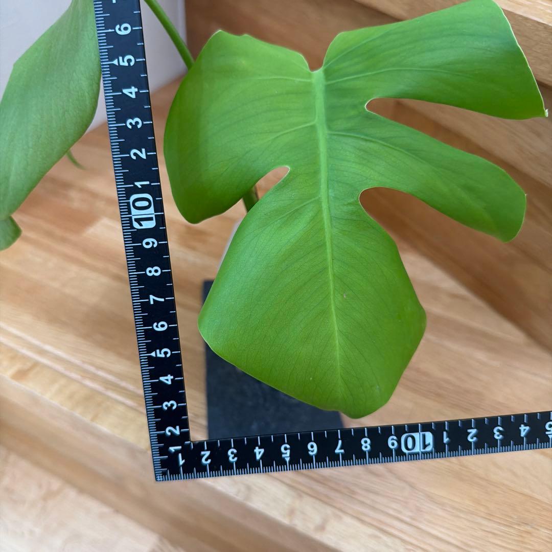 【ネガミエル】モンステラ　ボルシギアナ 　セブブルー　フルミント　トップカット