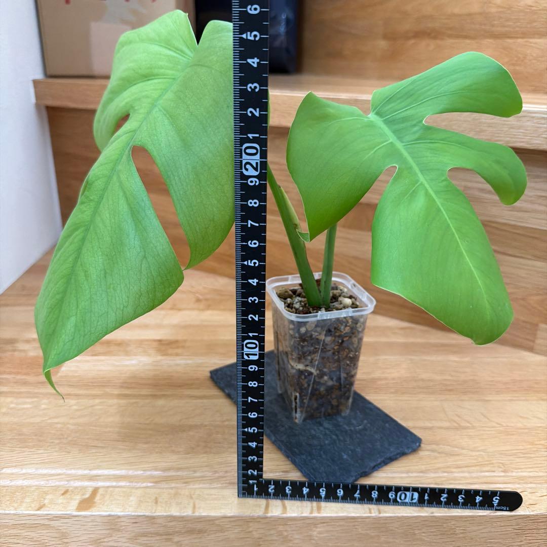 【ネガミエル】モンステラ　ボルシギアナ 　セブブルー　フルミント　トップカット