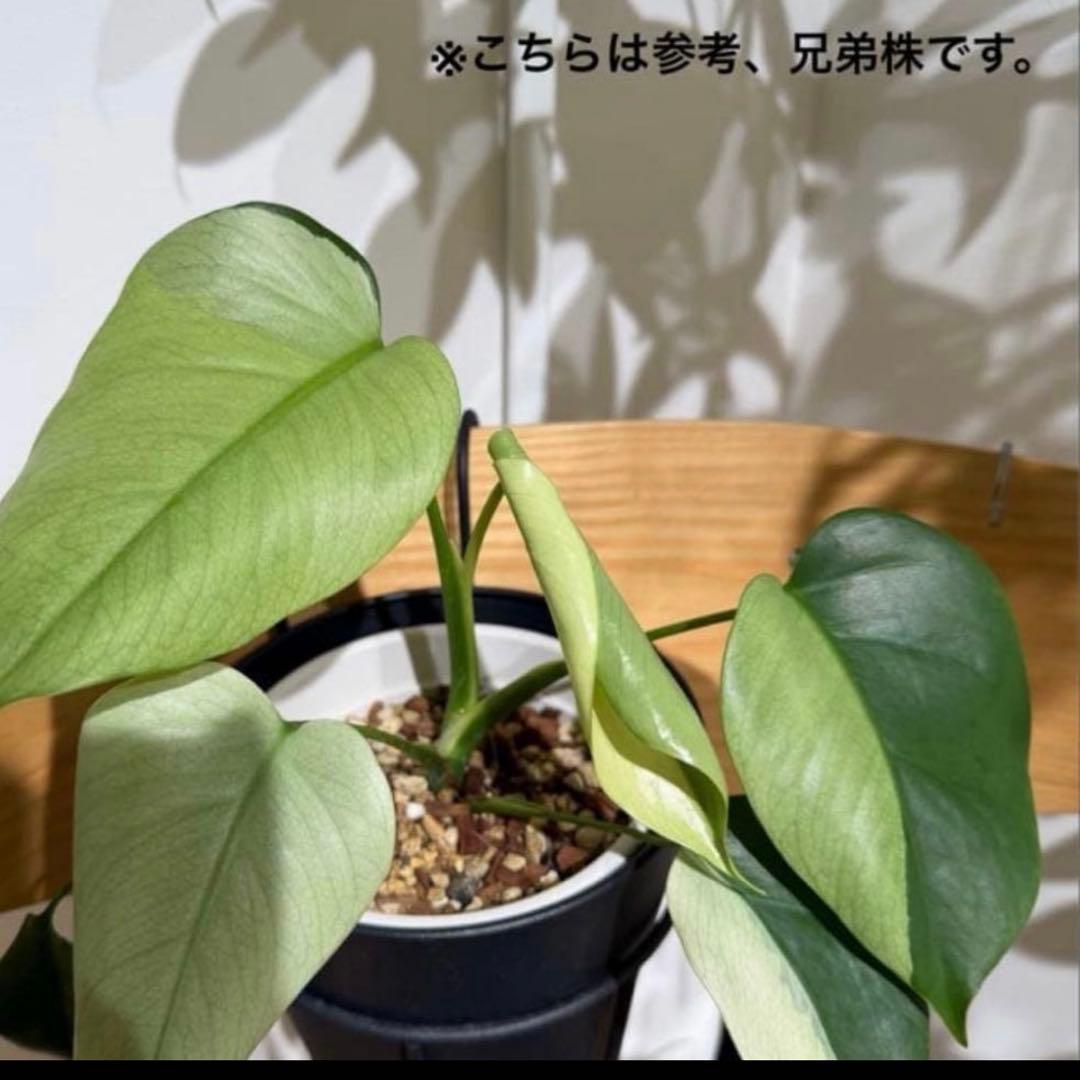 【ネガミエル】モンステラ　ボルシギアナ 　セブブルー　フルミント　トップカット