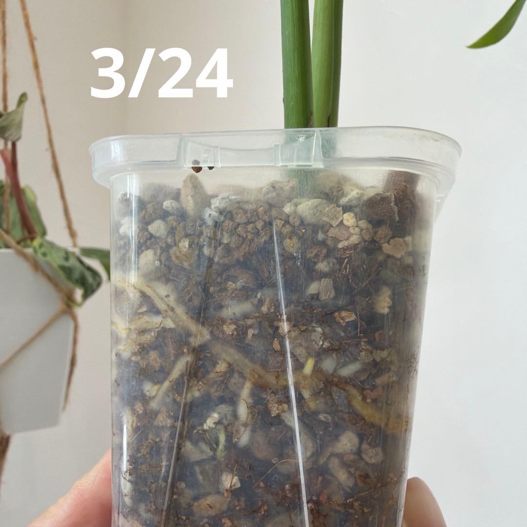 【ネガミエル】モンステラ　ボルシギアナ 　セブブルー　フルミント　トップカット