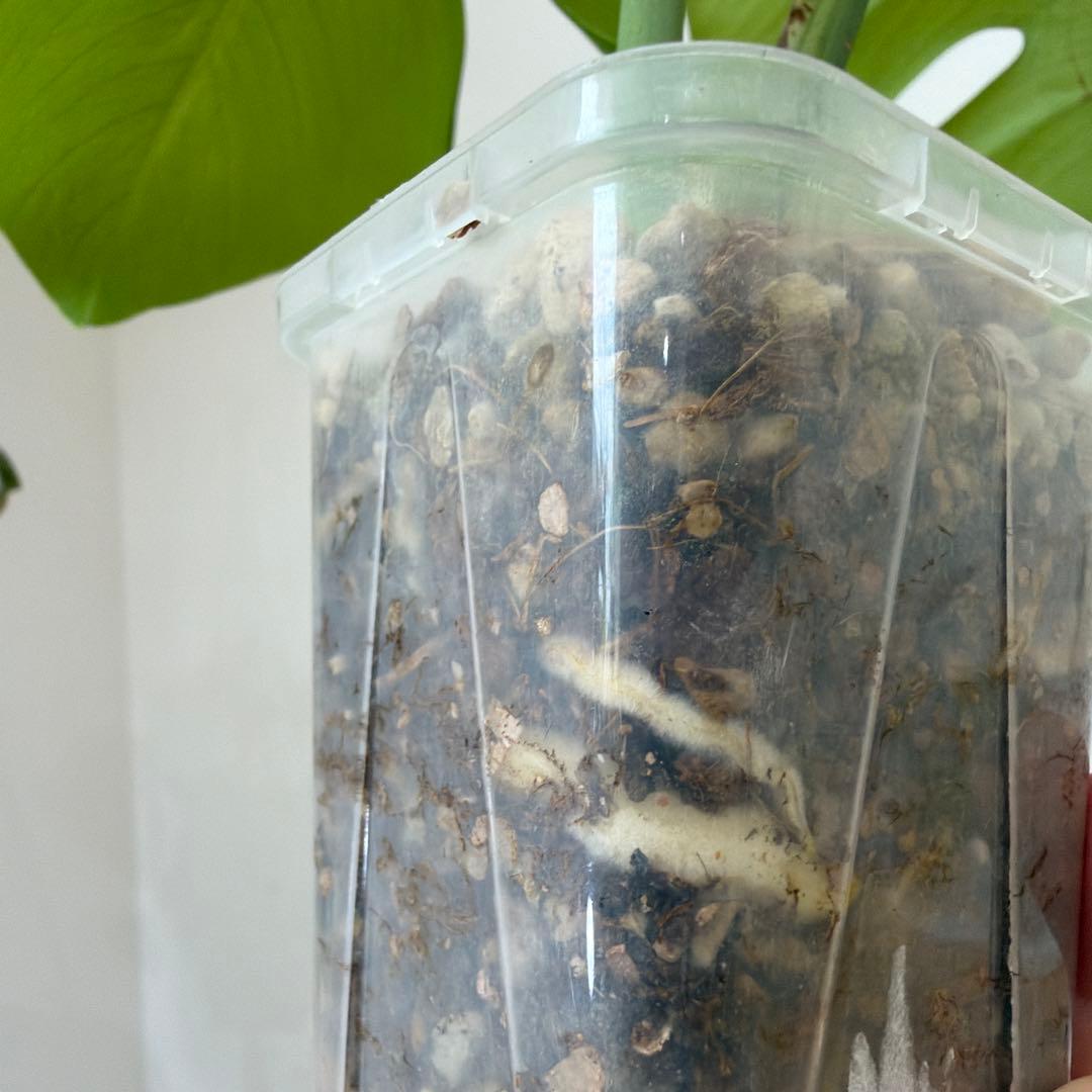 【ネガミエル】モンステラ　ボルシギアナ 　セブブルー　フルミント　トップカット