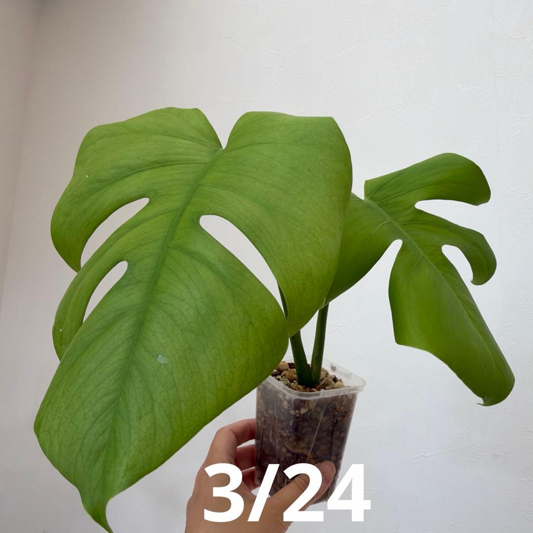 【ネガミエル】モンステラ　ボルシギアナ 　セブブルー　フルミント　トップカット